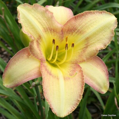 Oakes-Daylilies-Delicate-Design-daylily