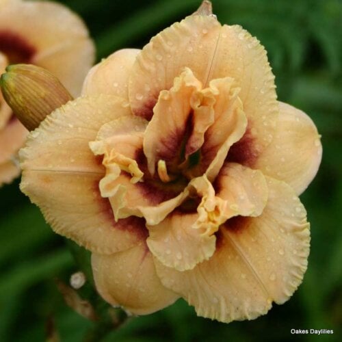 Oakes-Daylilies-Dewy-Sweet-daylily-002