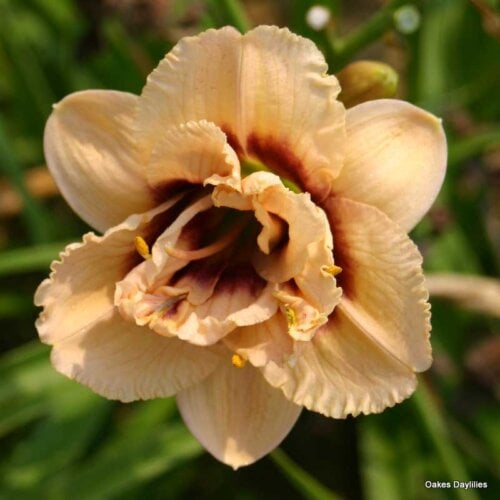 Oakes-Daylilies-Dewy-Sweet-daylily-003