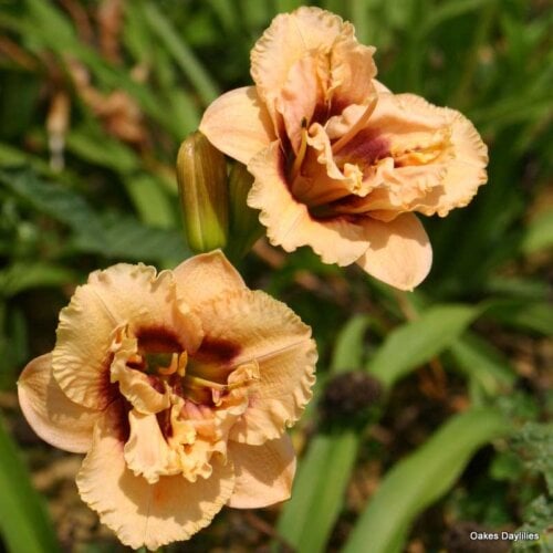 Oakes-Daylilies-Dewy-Sweet-daylily-004