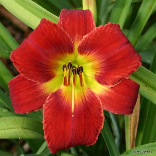 Oakes-Daylilies-Doug's-Red-Mercedes-daylily-001
