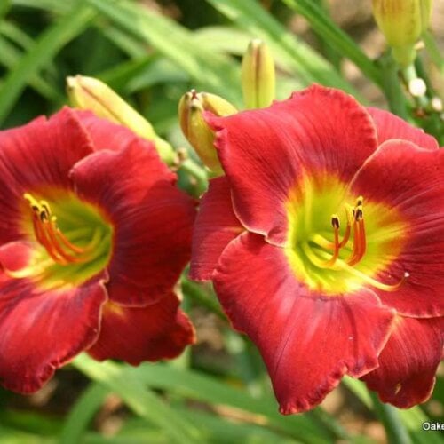 Oakes-Daylilies-Doug's-Red-Mercedes-daylily-002