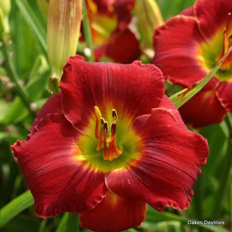 Oakes-Daylilies-Doug's-Red-Mercedes-daylily-003