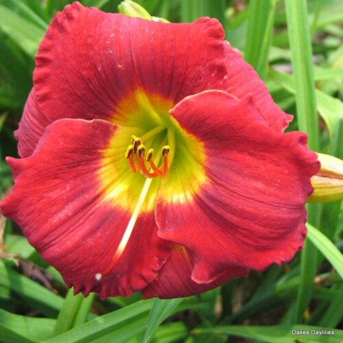 Oakes-Daylilies-Doug's-Red-Mercedes-daylily-004