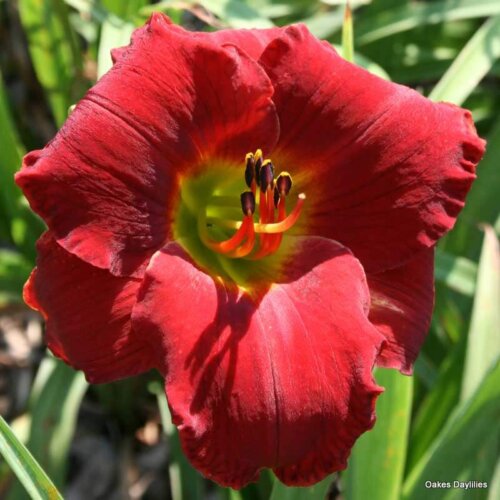 Oakes-Daylilies-Doug's-Red-Mercedes-daylily