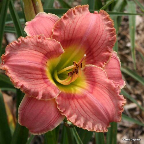 Oakes-Daylilies-Elegant-Candy-daylily-002