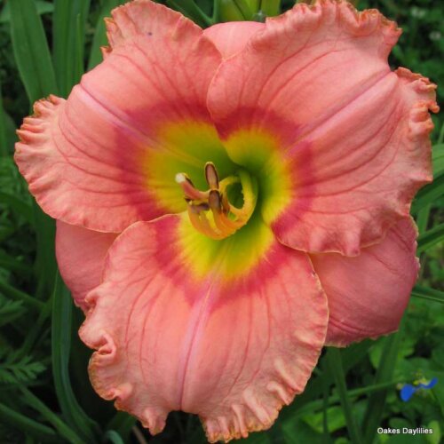 Oakes-Daylilies-Elegant-Candy-daylily-005