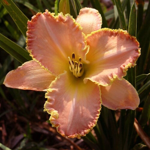 Oakes-Daylilies-Enchanted-April-daylily-002