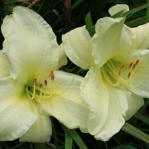 Oakes-Daylilies-First-Lady-Barbara-daylily-003