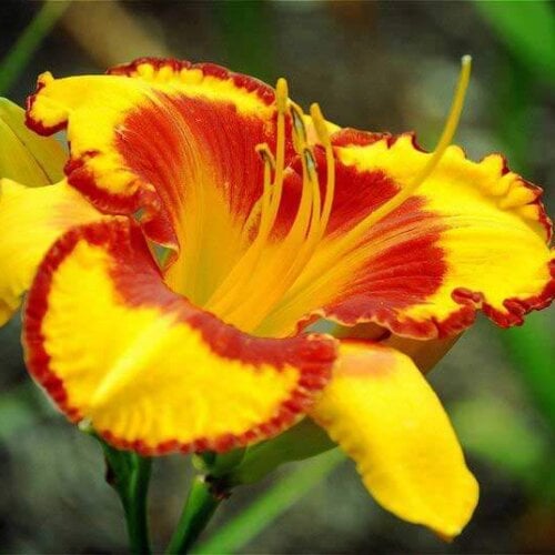 Oakes-Daylilies-Fooled-Me-daylily-001