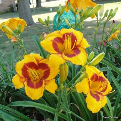 Oakes-Daylilies-Fooled-Me-daylily-002