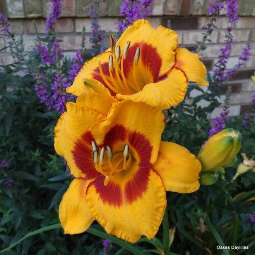 Oakes-Daylilies-Fooled-Me-daylily-003