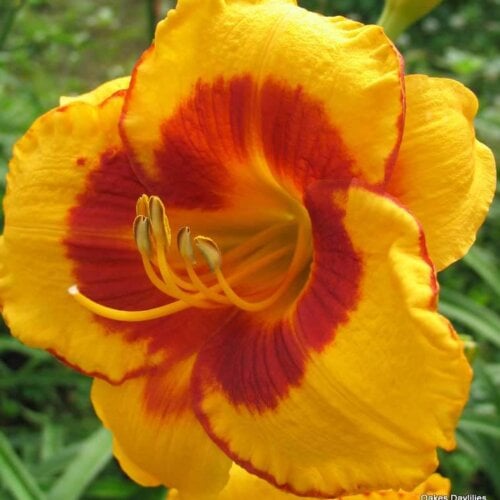 Oakes-Daylilies-Fooled-Me-daylily-005