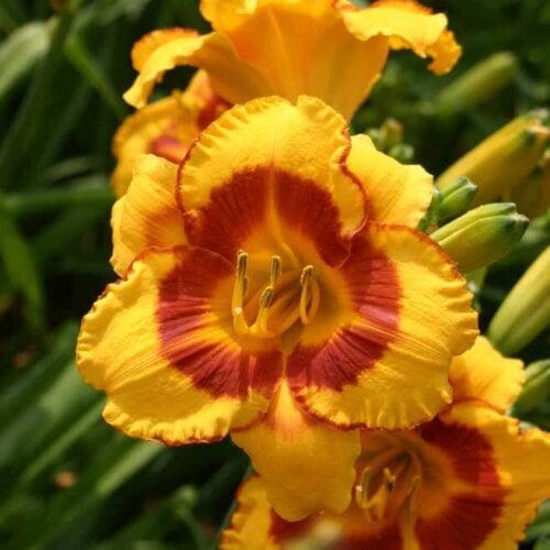 Oakes-Daylilies-Fooled-Me-daylily-006
