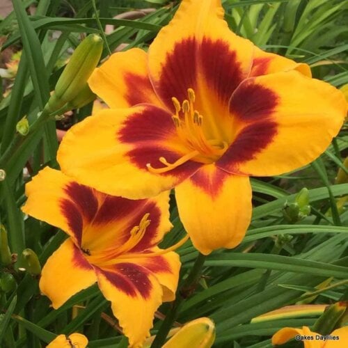 Oakes-Daylilies-Fooled-Me-daylily-007