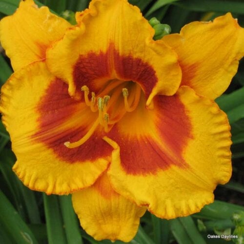 Oakes-Daylilies-Fooled-Me-daylily-008