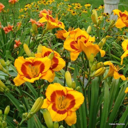 Oakes-Daylilies-Fooled-Me-daylily