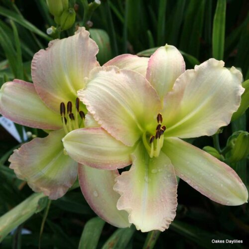 Oakes-Daylilies-Forsyth-Flaming-Snow-daylily-001