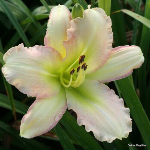 Oakes-Daylilies-Forsyth-Flaming-Snow-daylily-002