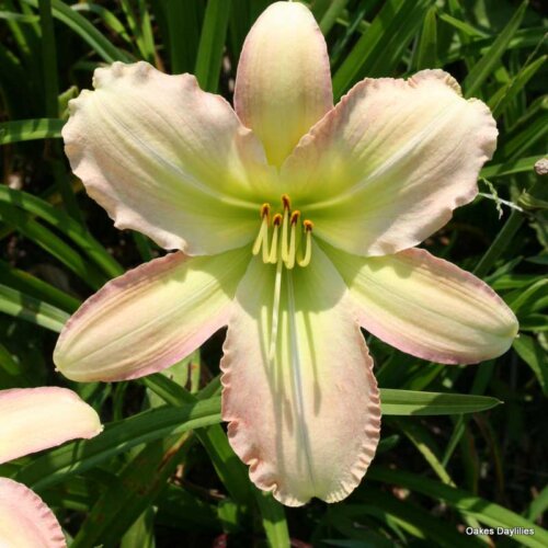 Oakes-Daylilies-Forsyth-Flaming-Snow-daylily-003