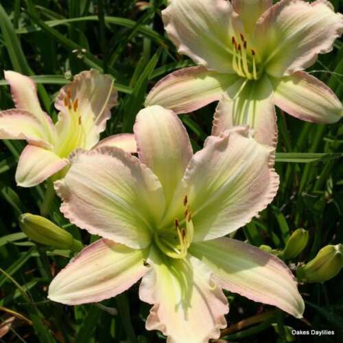Oakes-Daylilies-Forsyth-Flaming-Snow-daylily-004