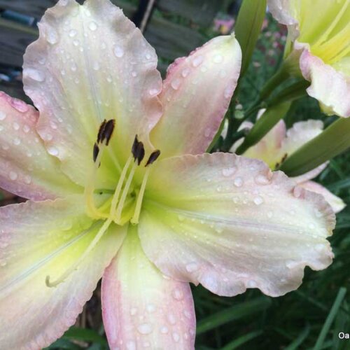 Oakes-Daylilies-Forsyth-Flaming-Snow-daylily-006