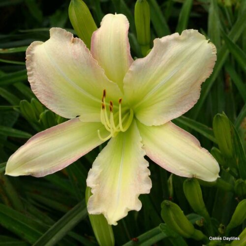 Oakes-Daylilies-Forsyth-Flaming-Snow-daylily