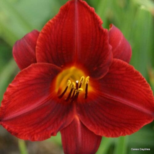 Oakes-Daylilies-Frankly-Scarlet-daylily-002