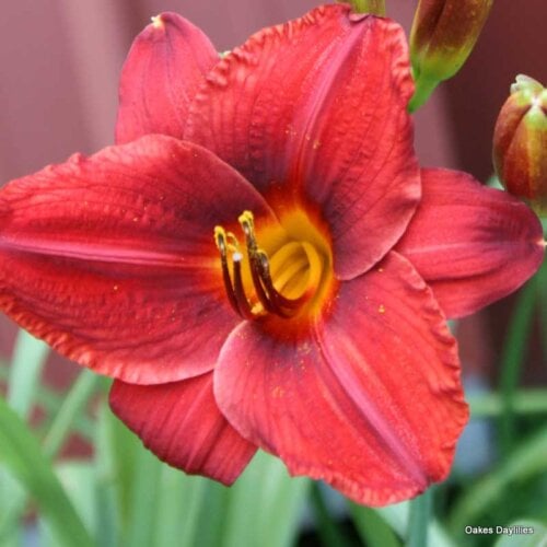 Oakes-Daylilies-Frankly-Scarlet-daylily-003