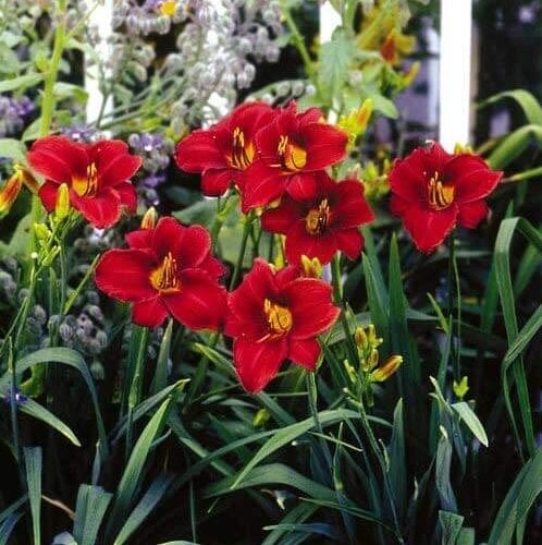 Oakes-Daylilies-Frankly-Scarlet-daylily-004
