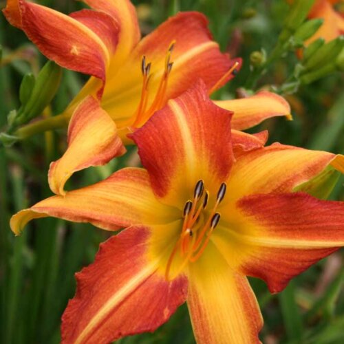 Oakes-Daylilies-Frans-Hals-daylily-001
