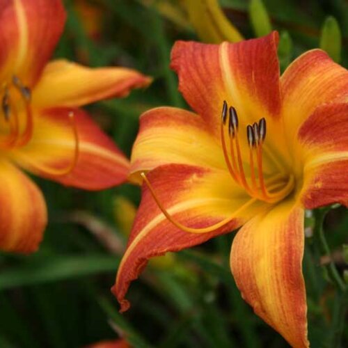 Oakes-Daylilies-Frans-Hals-daylily-002
