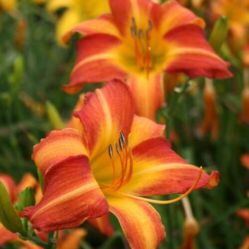 Oakes-Daylilies-Frans-Hals-daylily-003