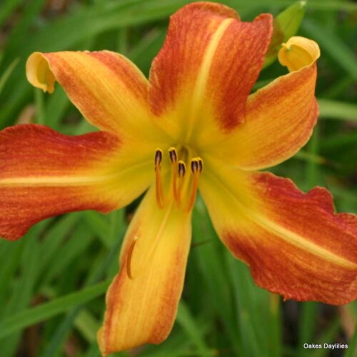 Oakes-Daylilies-Frans-Hals-daylily-005