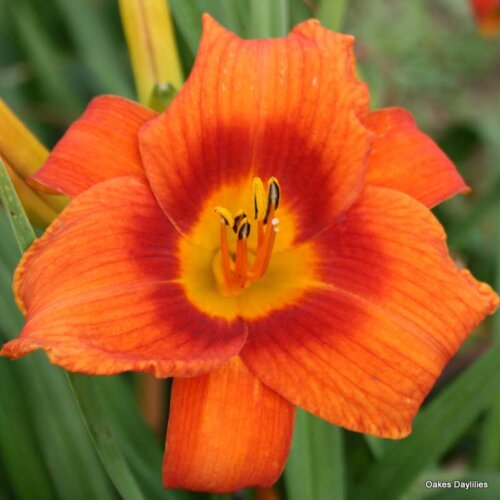 Oakes-Daylilies-Holiday-Delight-daylily-001