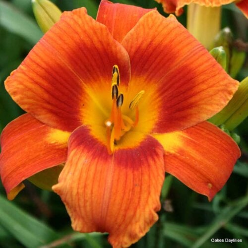 Oakes-Daylilies-Holiday-Delight-daylily-002