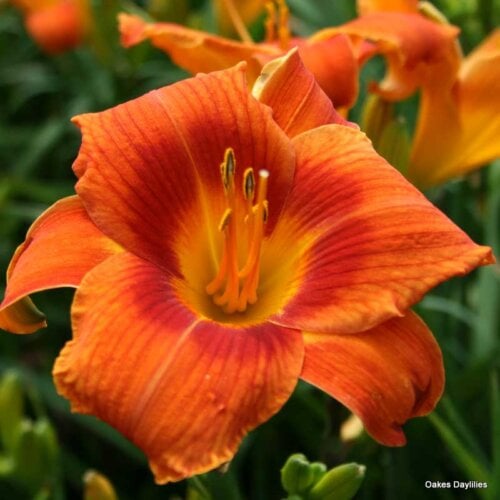 Oakes-Daylilies-Holiday-Delight-daylily-003