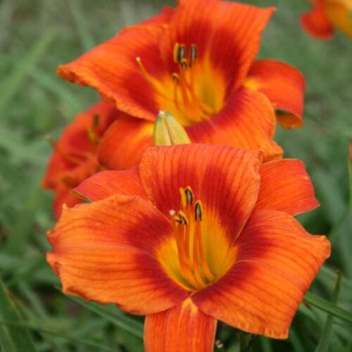 Oakes-Daylilies-Holiday-Delight-daylily-005