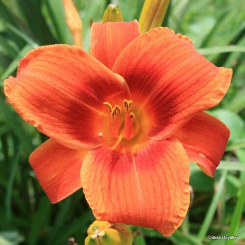 Oakes-Daylilies-Holiday-Delight-daylily