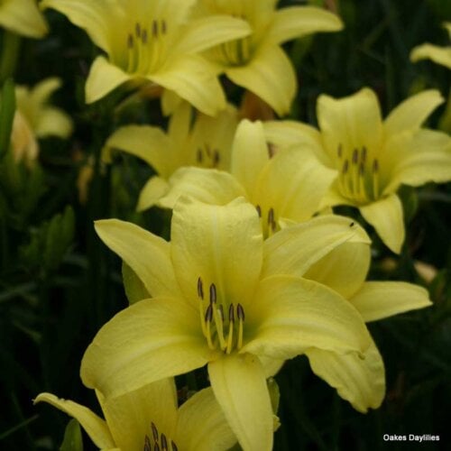 Oakes-Daylilies-Hyperion-daylily-002