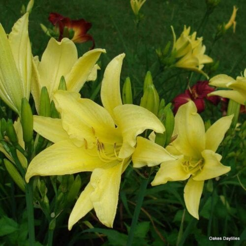 Oakes-Daylilies-Hyperion-daylily-003