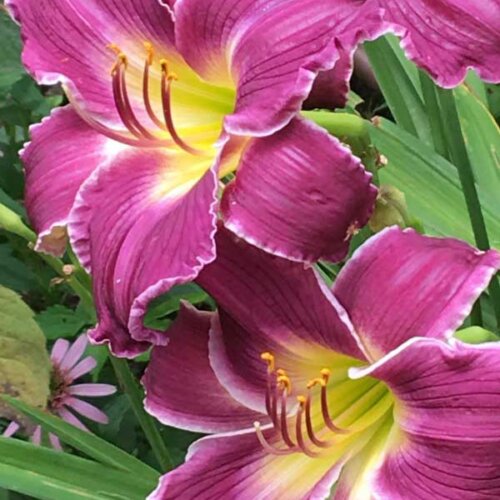 Oakes-Daylilies-Indian-Giver-daylily-002