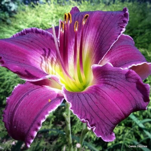 Oakes-Daylilies-Indian-Giver-daylily-007