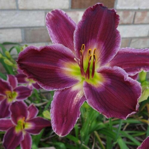 Oakes-Daylilies-Indian-Giver-daylily
