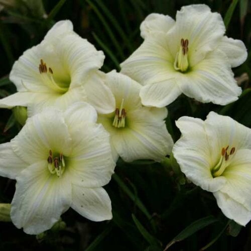Oakes-Daylilies-Joan-Senior-daylily-005