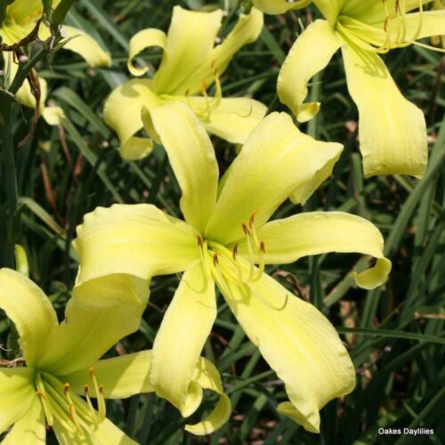 Oakes-Daylilies-Lady-Fingers-daylily-001