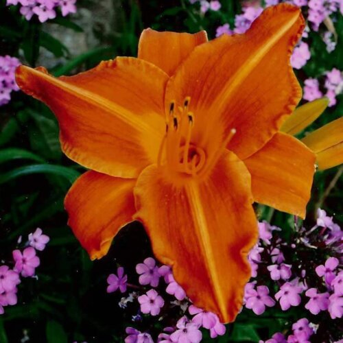 Oakes-Daylilies-Lady-Lucille-daylily-002