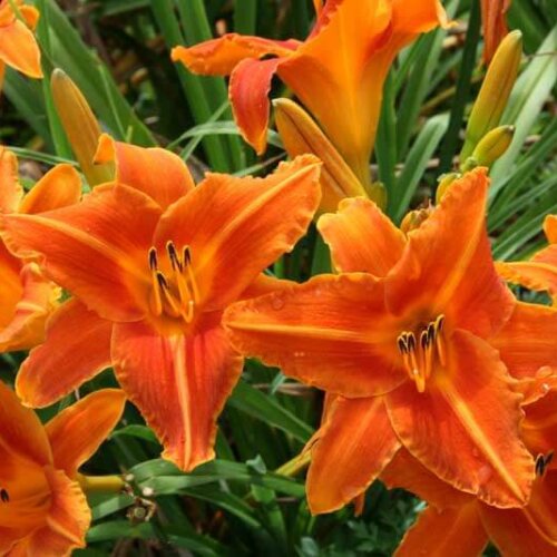 Oakes-Daylilies-Lady-Lucille-daylily-003