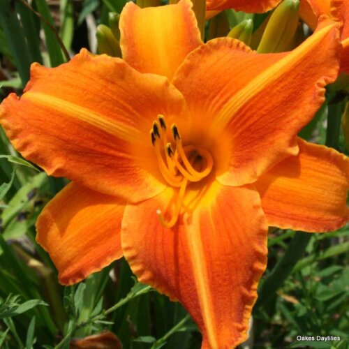 Oakes-Daylilies-Lady-Lucille-daylily-006