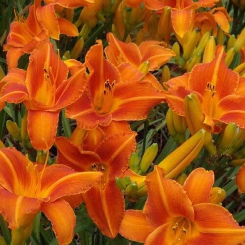 Oakes-Daylilies-Lady-Lucille-daylily-008